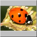 Harmonia axyridis - Asiatischer Marienkaefer 49.jpg